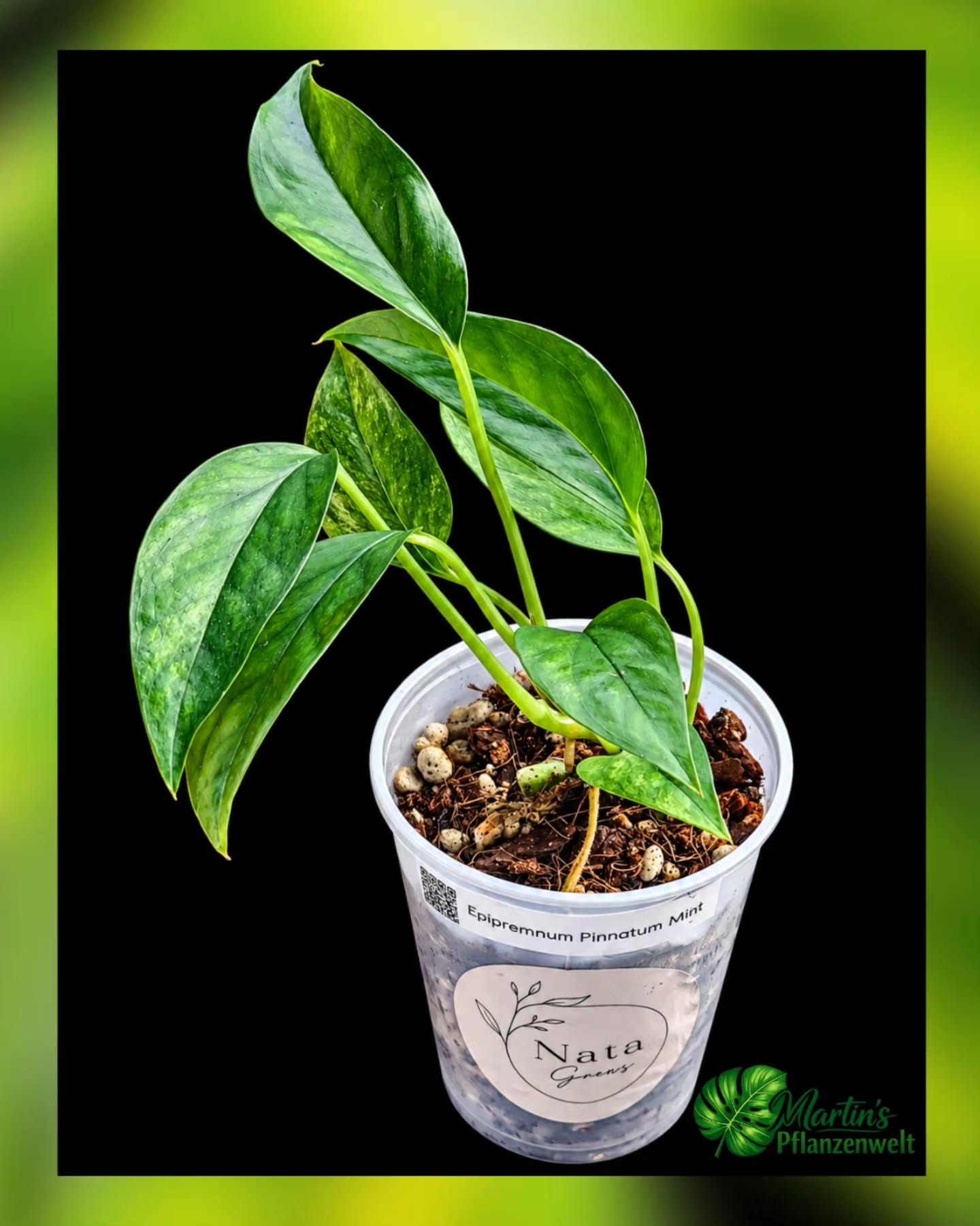 Epipremnum pinnatum Mint aus Martins Sammlung